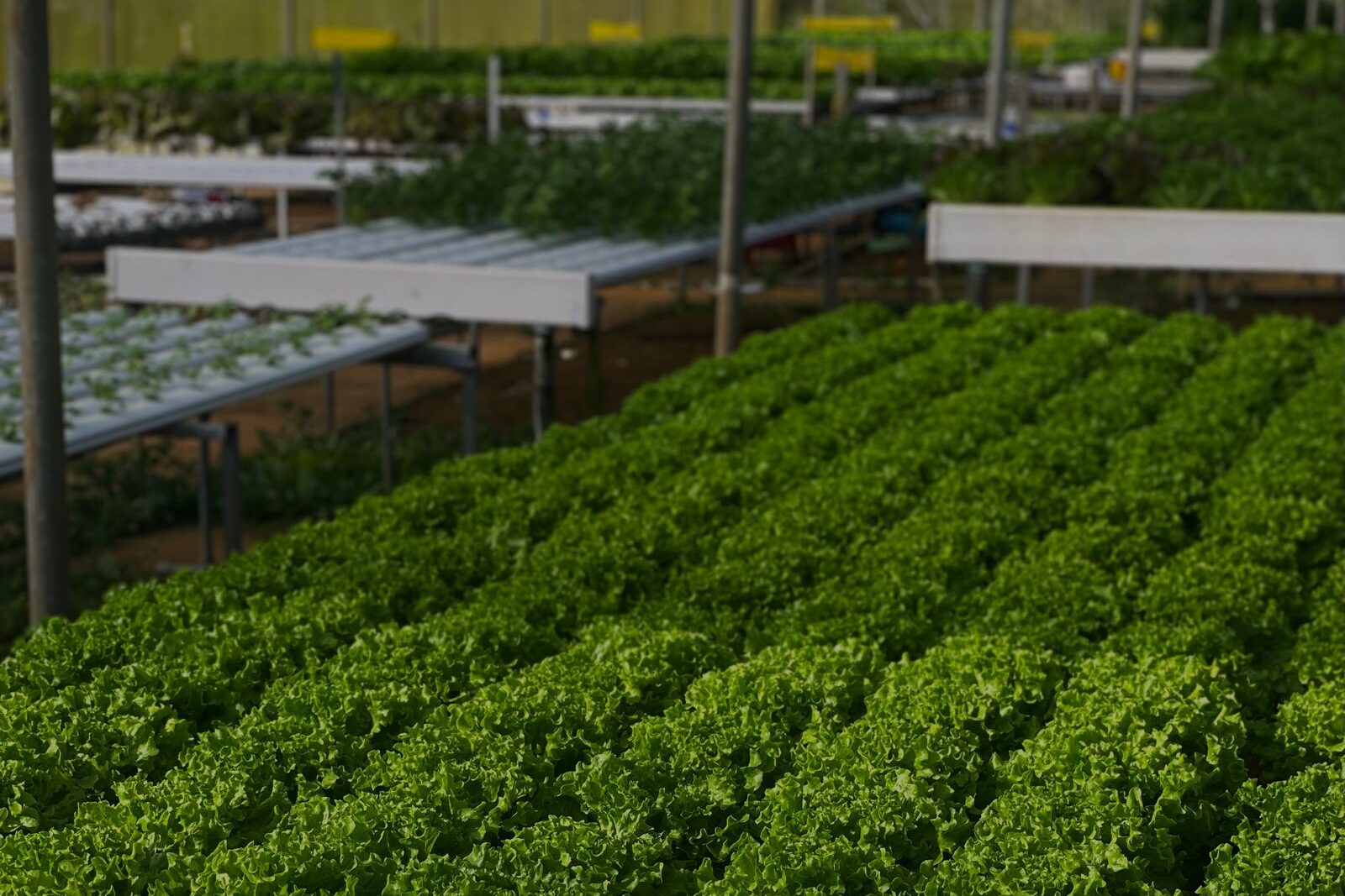 Indoor hydroponic lettuce growing in channels