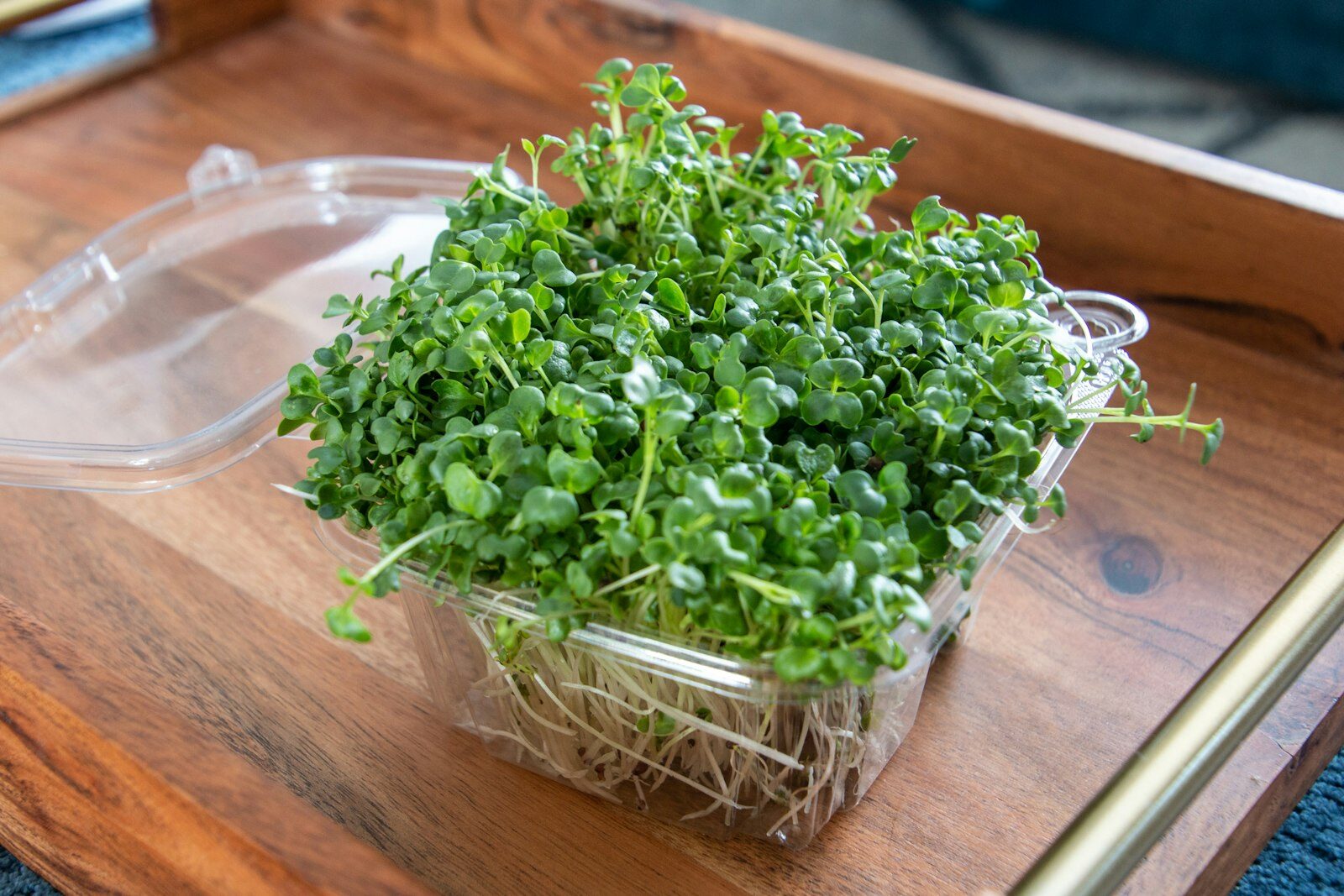 Dense trays of baby microgreens